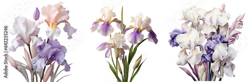 White and lilac irises against transparent background