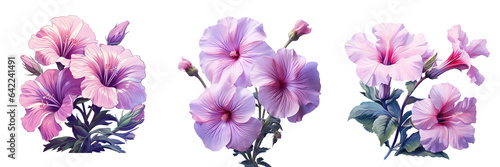 Flower name transparent background photo