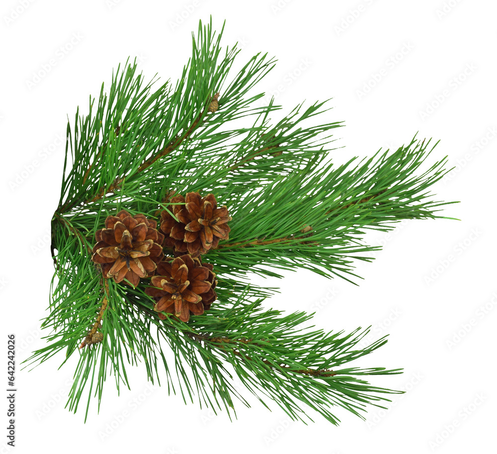 Fototapeta premium pine branch with cones, isolated on transparent without shadow. PNG. Close-up. Christmas. New Year.