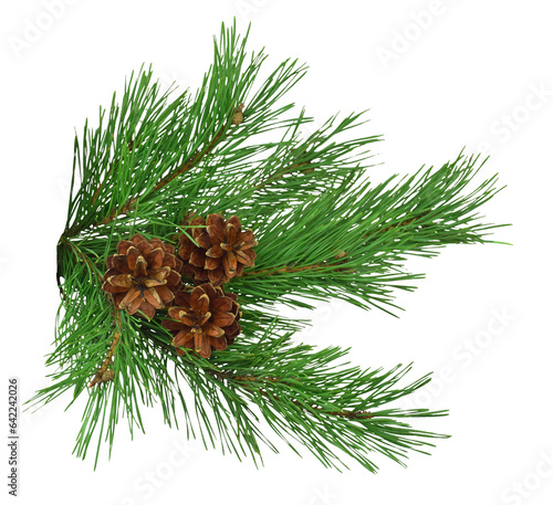 pine branch with cones, isolated on transparent without shadow. PNG. Close-up. Christmas. New Year.