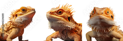Fototapete Gorgeous bearded dragon crawling transparent background
