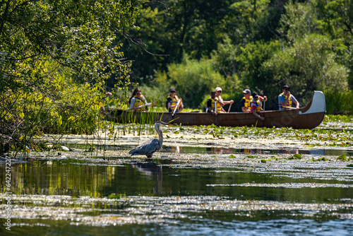 Canvas Print bird watching: great blue heron stands in silhouette  as a group of people (out