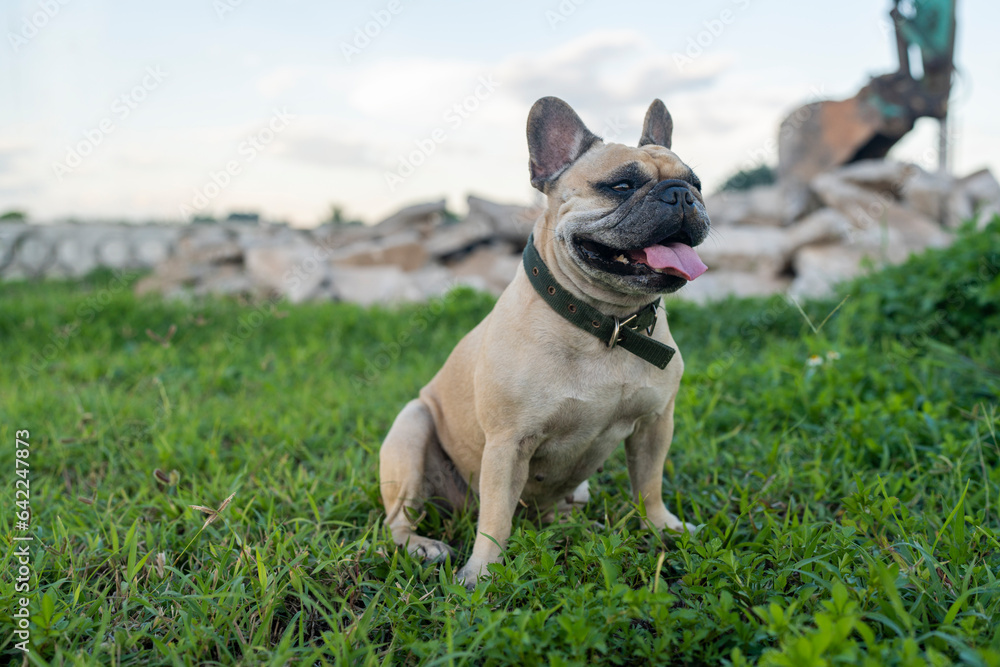 Side view small dog sitting at grass field.