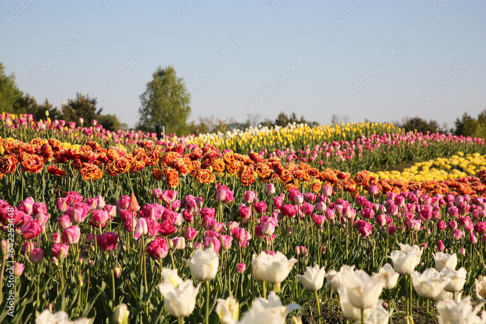Beautiful colorful tulip flowers growing in field on sunny day Beautiful colorful tulip flowers growing in field on sunny day