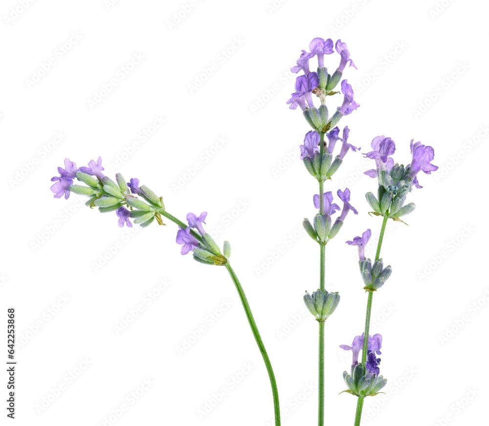 Fototapeta premium Beautiful blooming lavender flowers isolated on white
