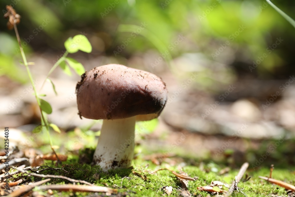 One mushroom growing in forest, closeup. Space for text One mushroom growing in forest, closeup. Space for text
