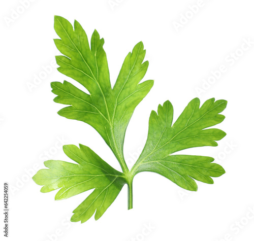 Fresh green parsley leaf isolated on white