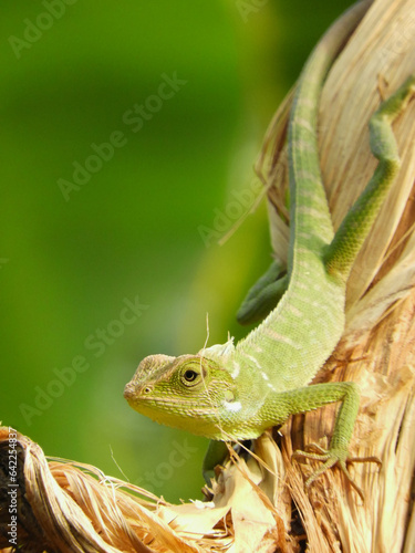 Chameleon is a special name for various types of lizards that have the ability to change the color of their skin