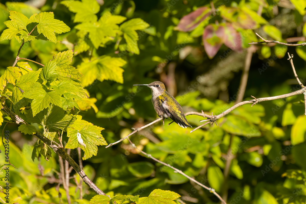Ruby-throated hummingbird ( Archilochus colubris ) Ruby-throated hummingbird ( Archilochus colubris )