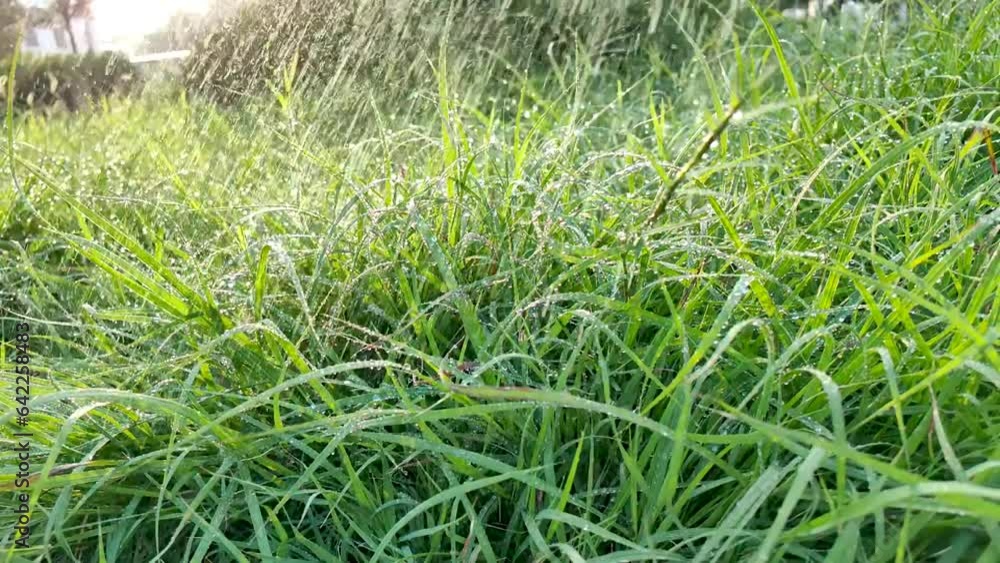 The grass in the morning sun, watered moist growth. The grass in the morning sun, watered moist growth.