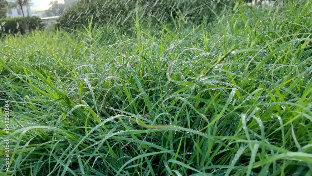 The grass in the morning sun, watered moist growth. The grass in the morning sun, watered moist growth.
