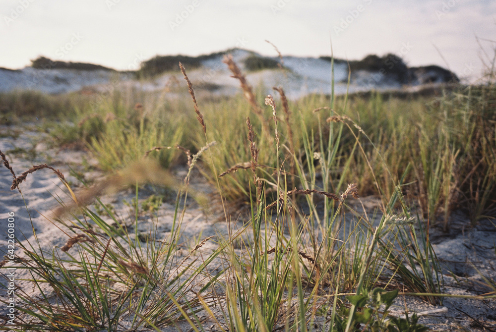 sand dunes and grass on the beach / Destin, Florida sand dunes and grass on the beach / Destin, Florida