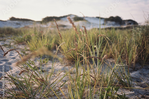sand dunes and grass on the beach / Destin, Florida 