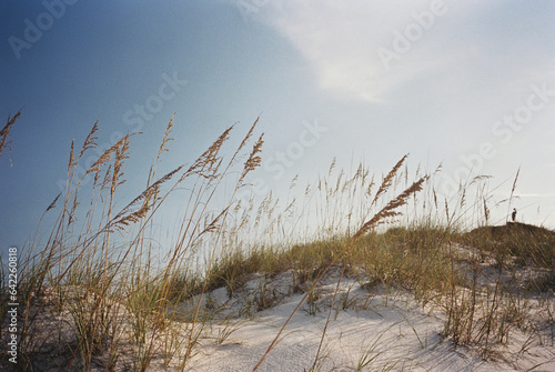 Fototapeta Naklejka Na Ścianę i Meble -  Sea grass swaying in the wind at the beach 