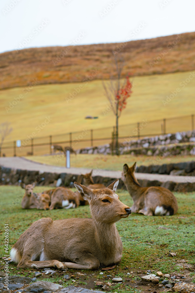 Fototapeta premium Autumn of Nara deer park in Nara, Japan