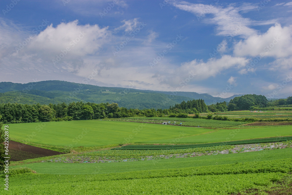 もどきの丘、函館