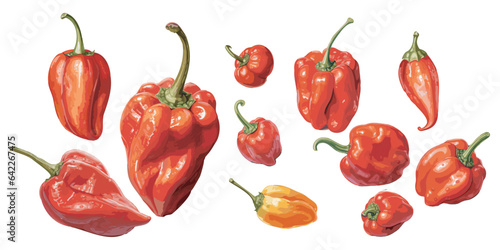 watercolor habanero clipart for graphic resources