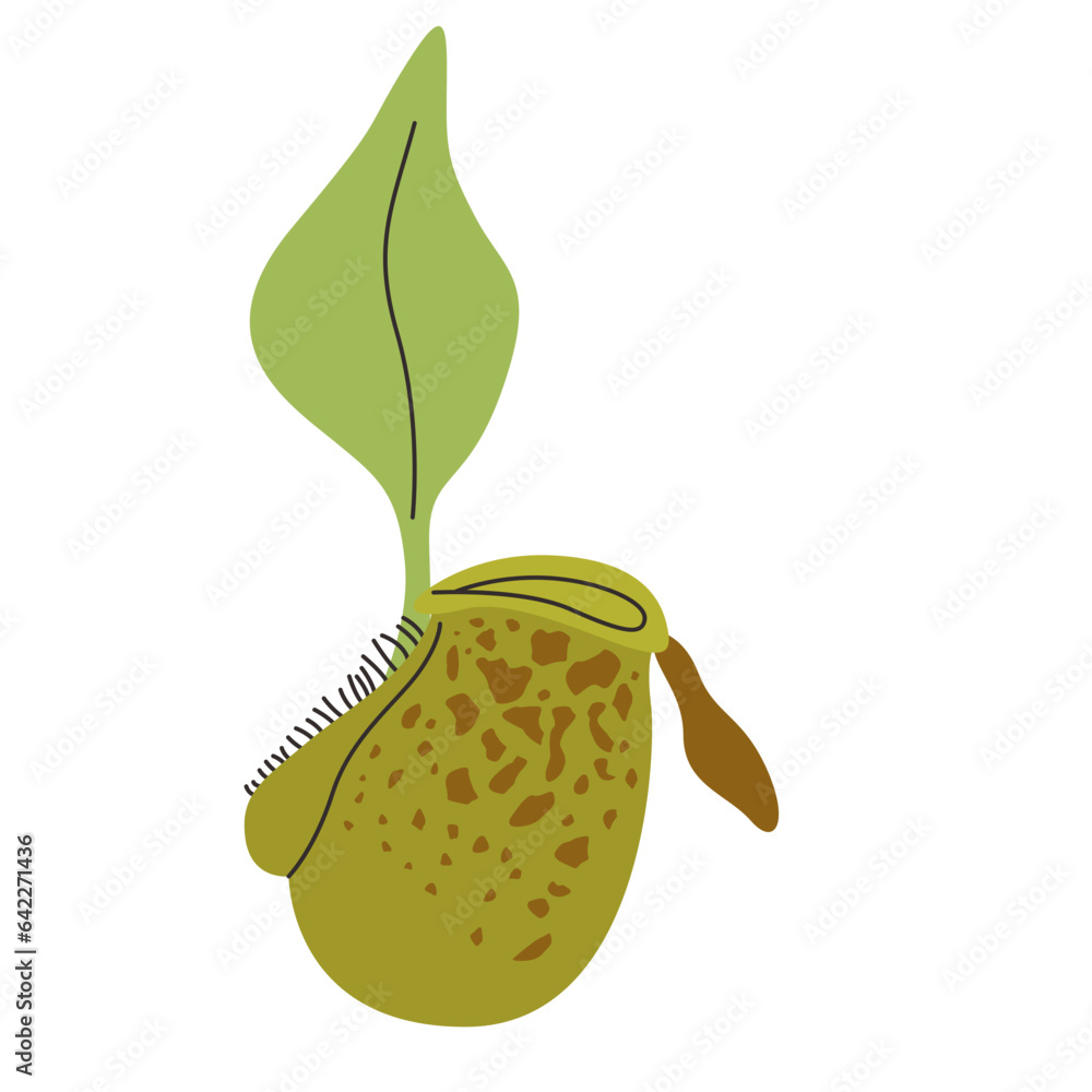 Nepenthes Ampullaria carnivorous plant vector illustration in isolated ...