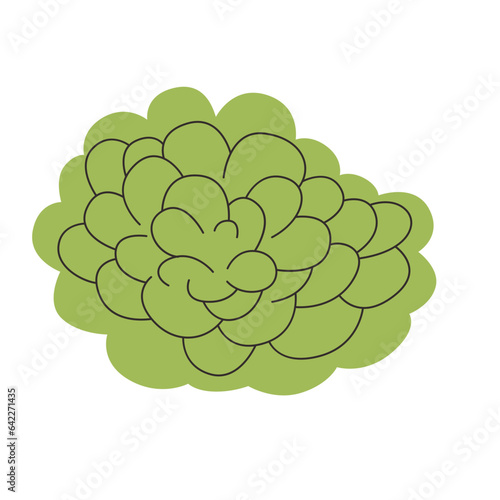 Corkscrew Plant carnivorous plant vector illustration in isolated white background