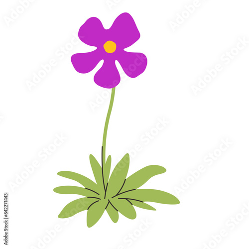 Pinguicula spp carnivorous plant vector illustration in isolated white background