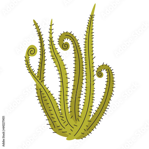 Drosera Regia carnivorous plant vector illustration in isolated white background