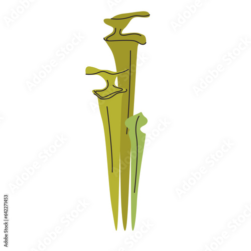 Trumpet Pitcher Plant carnivorous plant vector illustration in isolated white background