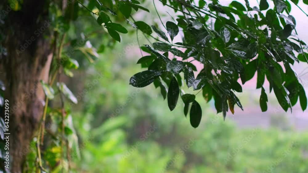 The leaves of trees in the rain in tropical forest during the rainy season. Jungle, Nature, Environment, Greenery, Wet, Moisture, Rainforest, Monsoon, Drops, Dripping, Humidity, Raindrops, Rainshower The leaves of trees in the rain in tropical forest during the rainy season. Jungle, Nature, Environment, Greenery, Wet, Moisture, Rainforest, Monsoon, Drops, Dripping, Humidity, Raindrops, Rainshower