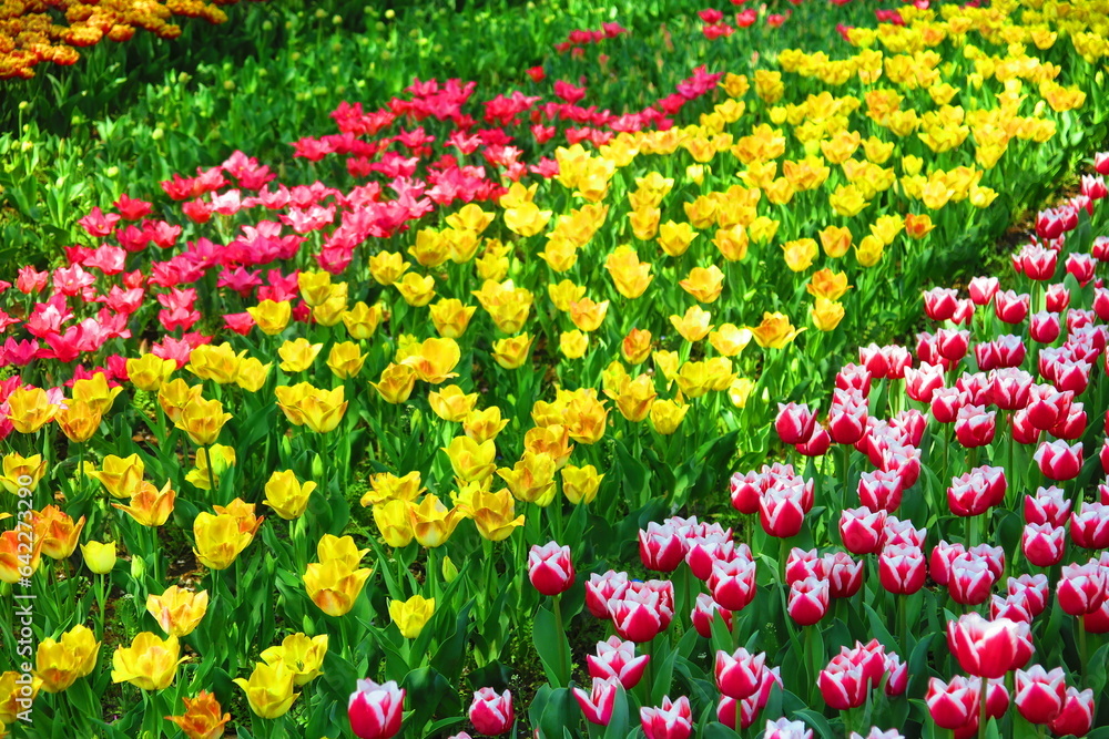 Fototapeta premium ピンク色,黄色,赤色のチューリップ畑の風景1