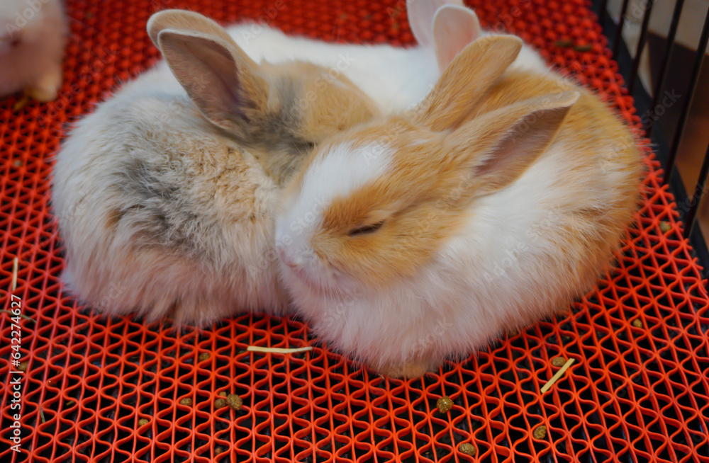 Foto de Mini lops are rabbits that are born from crossbreeding between ...