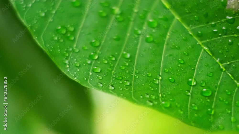 The leaves of trees in the rain in tropical forest during the rainy ...
