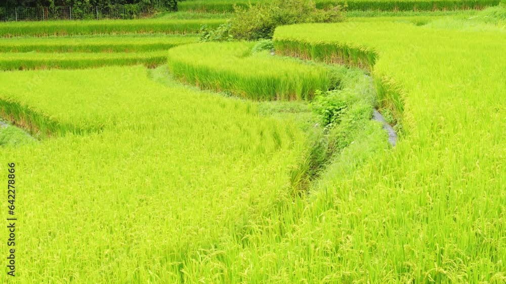 Beautiful terraced rice fields in Sakurai City, Nara Prefecture Beautiful terraced rice fields in Sakurai City, Nara Prefecture
