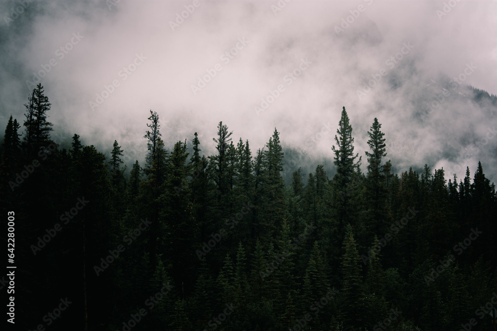 clouds in the forest