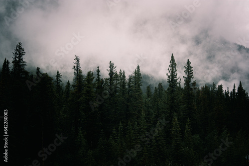 clouds in the forest © Inna Zolenko