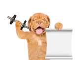 Happy mastiff puppy lifts dumbbells and shows empty list. isolated on white background