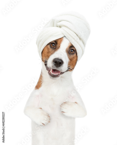 Funny jack russell terrier puppy with towel on it head looks at camera. isolated on white background © Ermolaev Alexandr