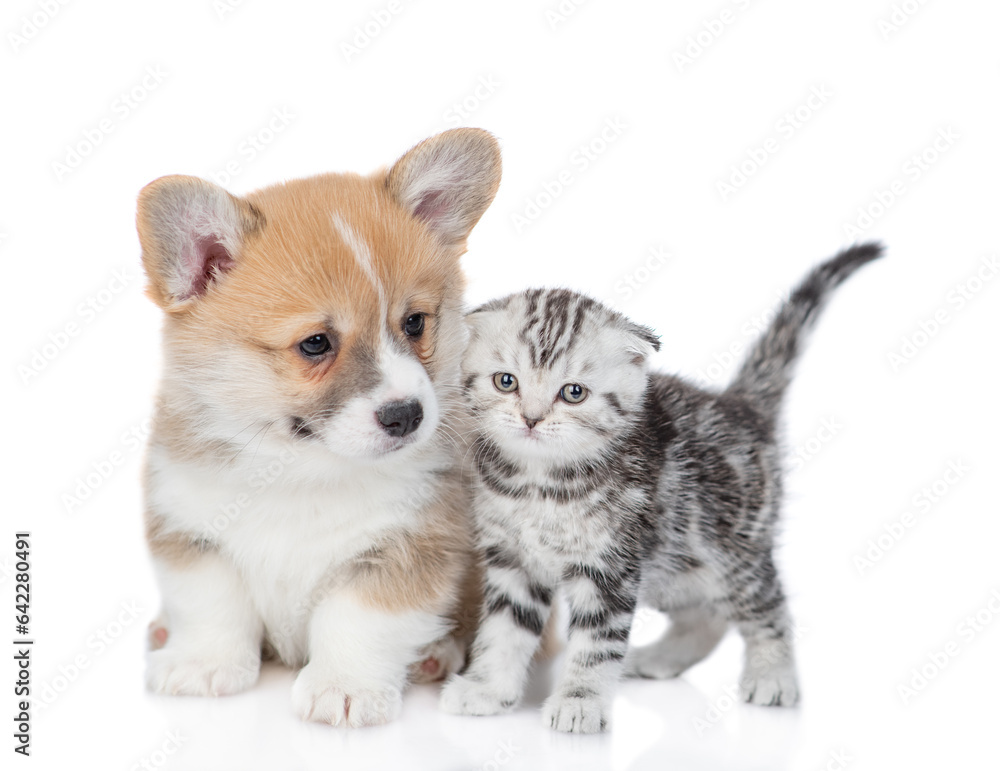 Cute Pembroke welsh corgi puppy and tiny kitten stand together. isolated on white background