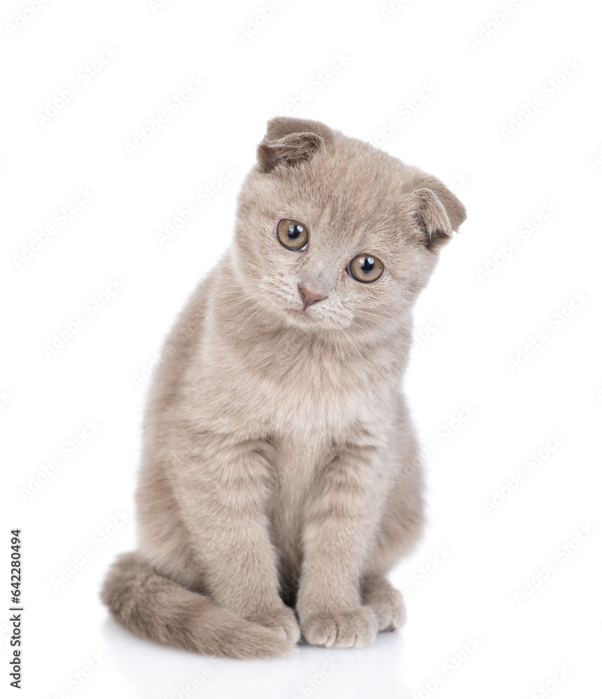 Curious kitten sits in front view and looks at camera tilting it head. isolated on white background