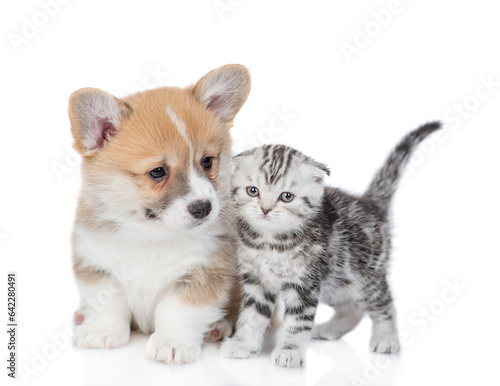 Fototapeta Naklejka Na Ścianę i Meble -  Cute Pembroke welsh corgi puppy and tiny kitten stand together. isolated on white background