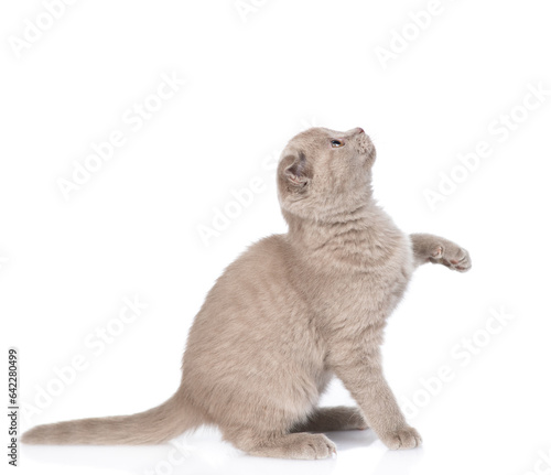 Playful gray kitten sitting and looking away and up on empty space. isolated on white background