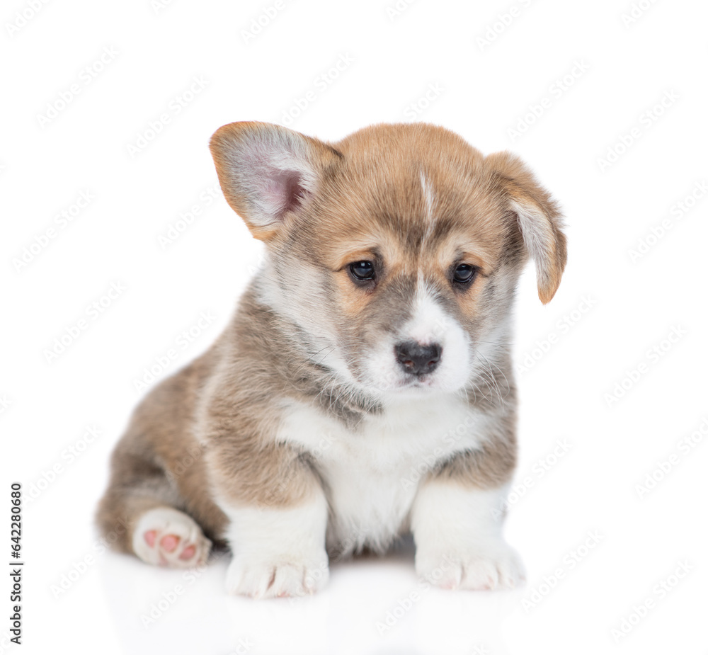 Cute Pembroke Welsh Corgi puppy sits and looks at camera. isolated on white background