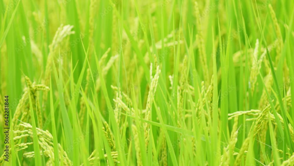 Rice growing in paddy field. Agricultural background material. Rice growing in paddy field. Agricultural background material.