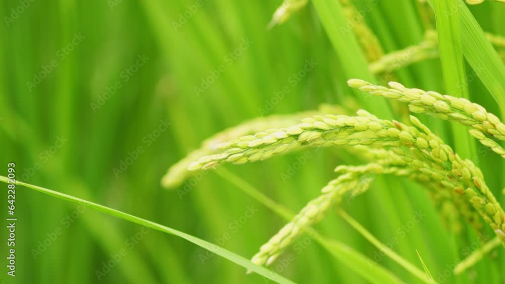 Rice growing in paddy field. Agricultural background material. Rice growing in paddy field. Agricultural background material.