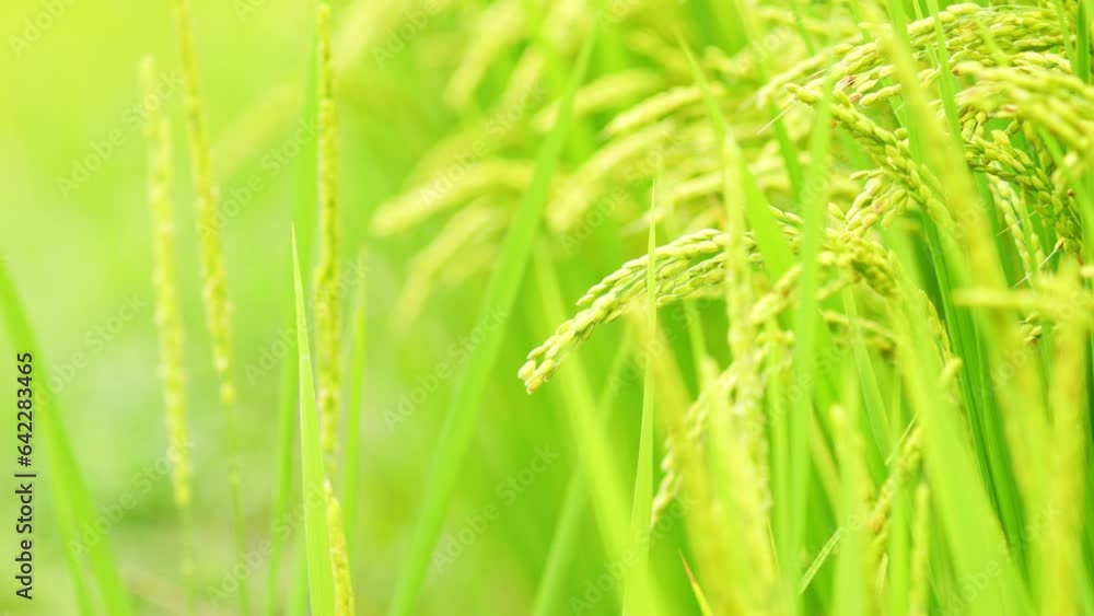Rice growing in paddy field. Agricultural background material. Rice growing in paddy field. Agricultural background material.