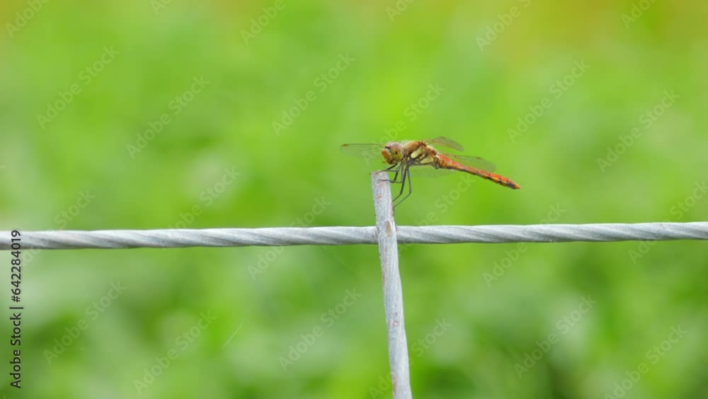 Red dragonfly resting on a fence Red dragonfly resting on a fence