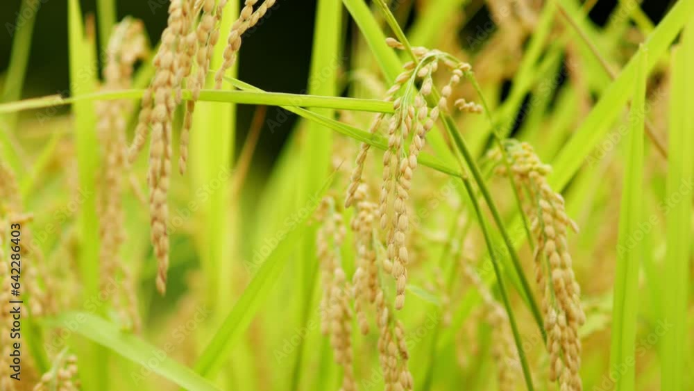 Golden yellow rice ear of rice growing in autumn paddy field Golden yellow rice ear of rice growing in autumn paddy field