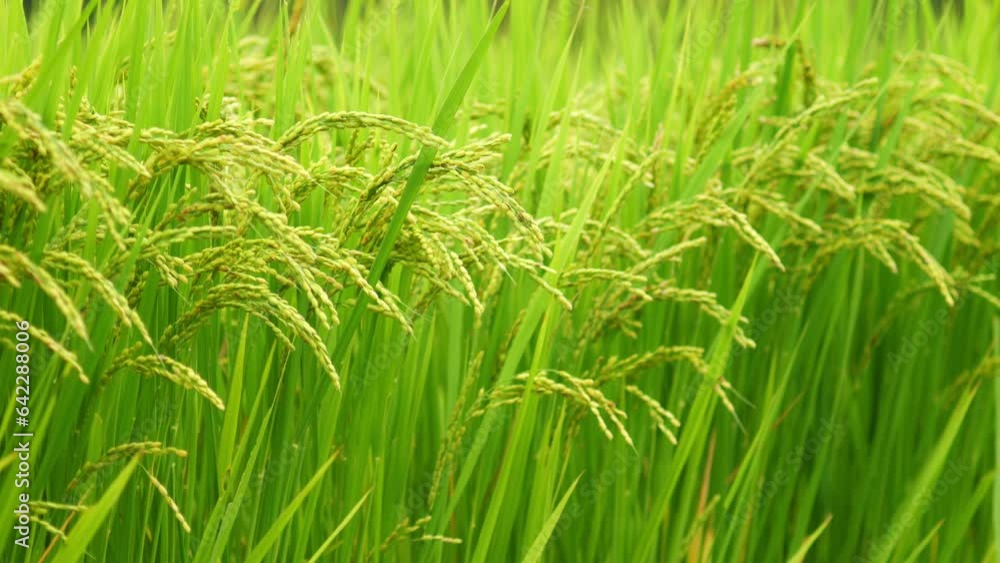 Rice growing in paddy field. Agricultural background material. Rice growing in paddy field. Agricultural background material.