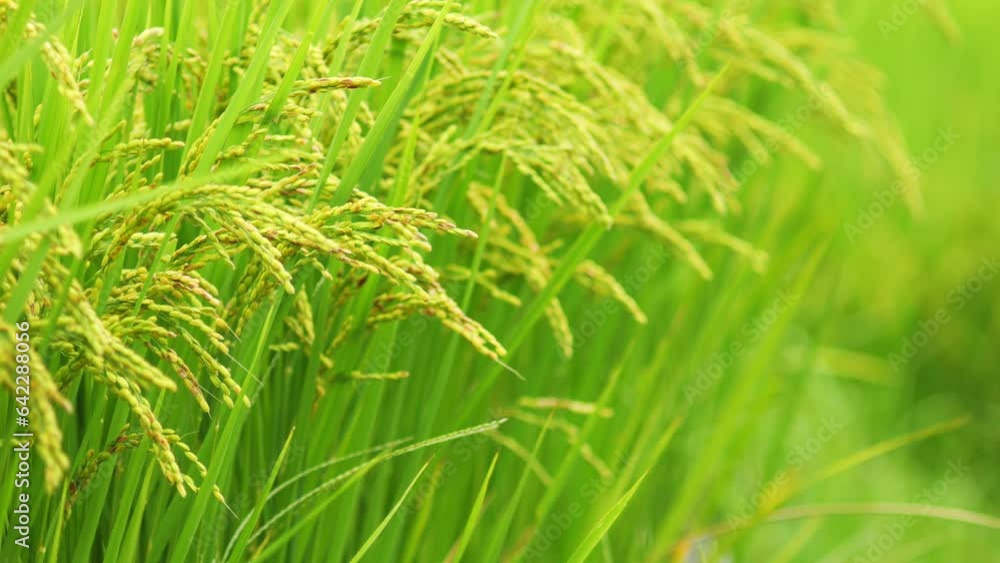 Rice growing in paddy field. Agricultural background material. Rice growing in paddy field. Agricultural background material.
