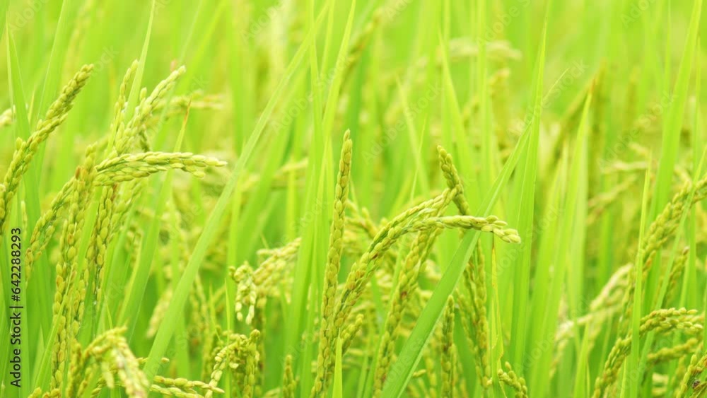 Rice growing in paddy field. Agricultural background material. Rice growing in paddy field. Agricultural background material.