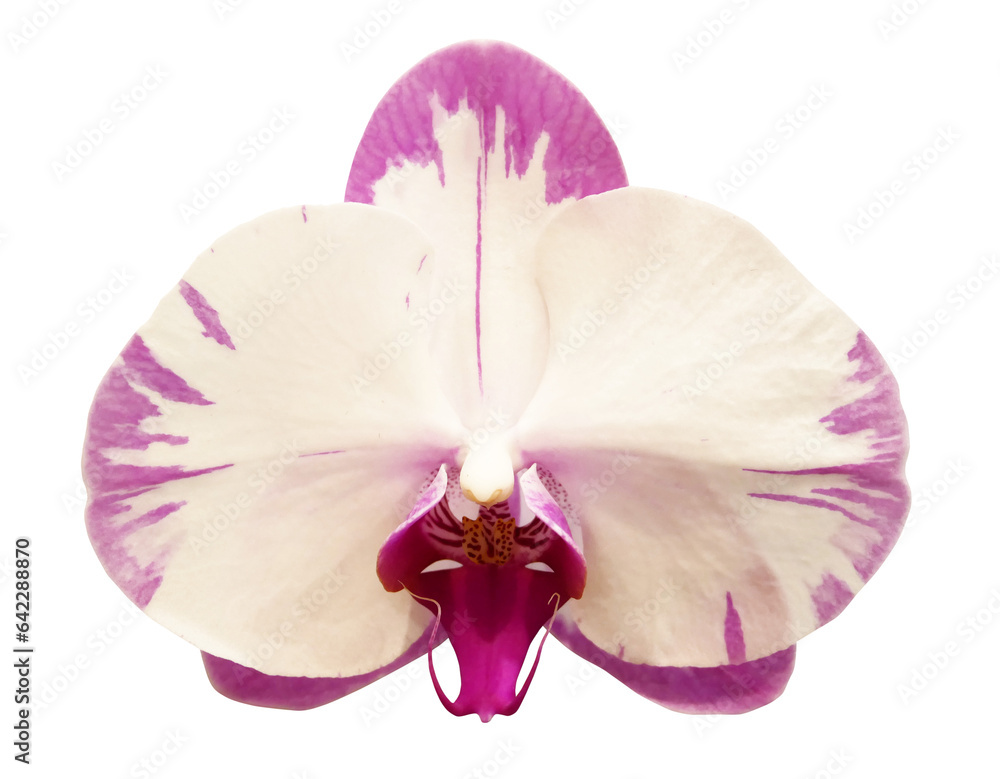 Fototapeta premium White and pink orchid flower isolated on transparent background