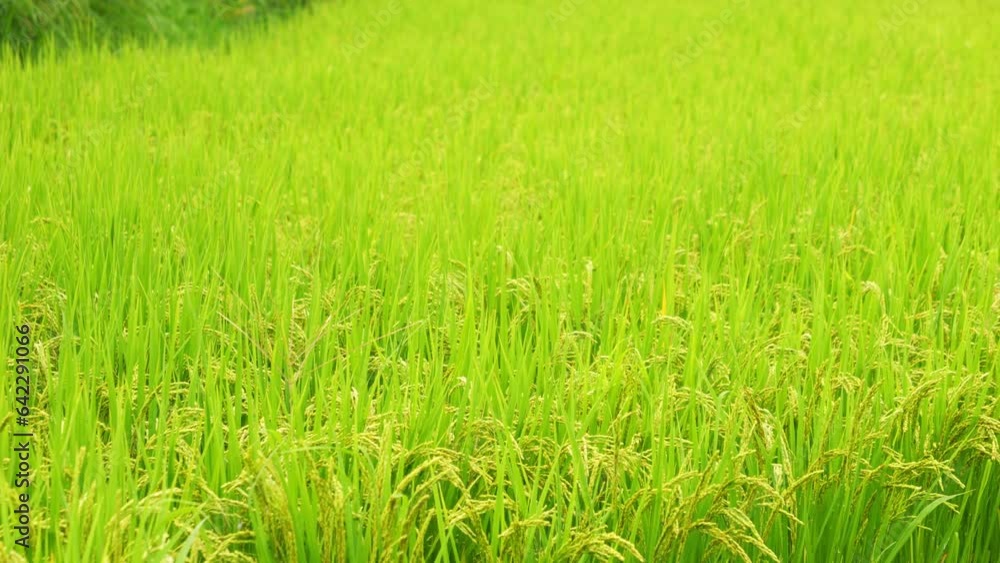 Rice growing in paddy field. Agricultural background material. Rice growing in paddy field. Agricultural background material.